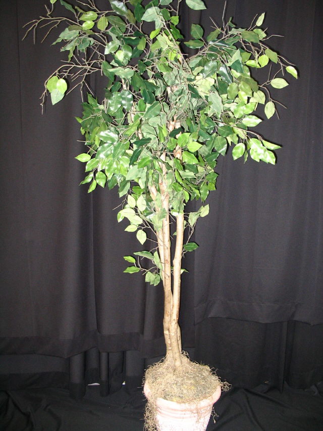 Where to rent Fig Tree in Iowa City IA