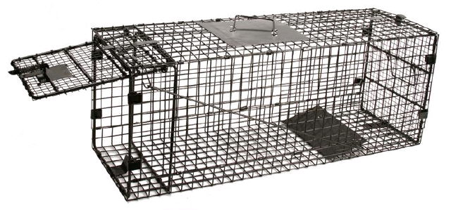 Where to rent Trap - Large Raccoon in Iowa City IA